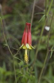 Fotografia da espécie Aquilegia skinneri