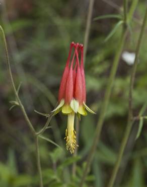 Fotografia 10 da espécie Aquilegia skinneri no Jardim Botânico UTAD