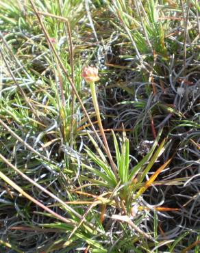 Fotografia 19 da espécie Armeria pungens no Jardim Botânico UTAD