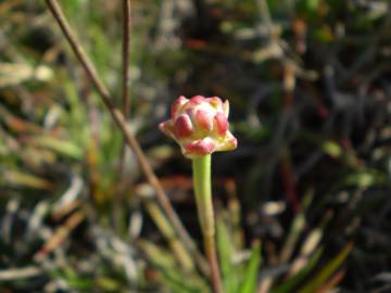 Fotografia da espécie Armeria pungens