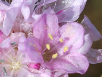 Fotografia da espécie Armeria pungens