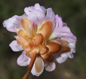 Fotografia da espécie Armeria pungens