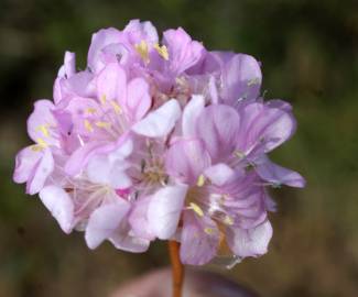 Fotografia da espécie Armeria pungens