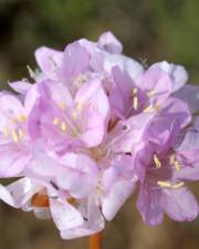 Fotografia da espécie Armeria pungens