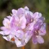 Fotografia 1 da espécie Armeria pungens do Jardim Botânico UTAD