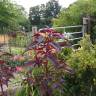 Fotografia 9 da espécie Amaranthus hypochondriacus do Jardim Botânico UTAD
