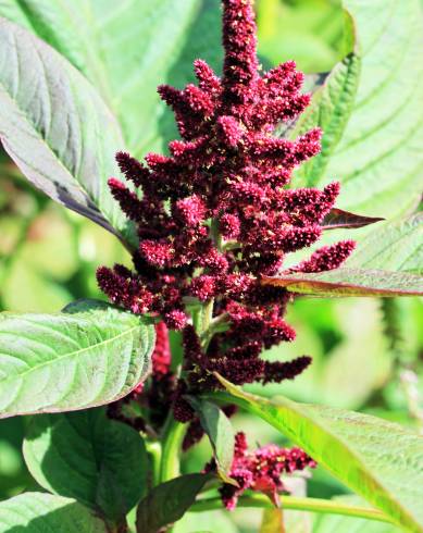 Fotografia de capa Amaranthus hypochondriacus - do Jardim Botânico