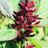 Fotografia 1 da espécie Amaranthus hypochondriacus do Jardim Botânico UTAD