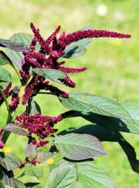 Fotografia da espécie Amaranthus hypochondriacus