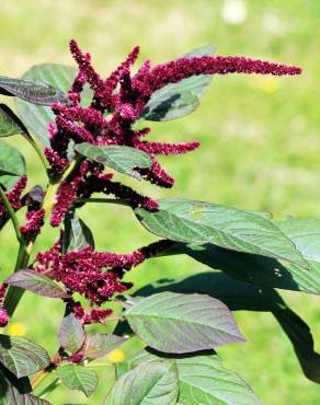 Fotografia 10 da espécie Amaranthus hypochondriacus no Jardim Botânico UTAD