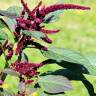 Fotografia 10 da espécie Amaranthus hypochondriacus do Jardim Botânico UTAD