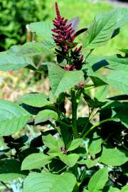 Fotografia da espécie Amaranthus hypochondriacus