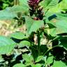 Fotografia 11 da espécie Amaranthus hypochondriacus do Jardim Botânico UTAD