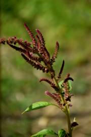Fotografia da espécie Amaranthus hypochondriacus