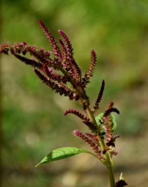 Fotografia 12 da espécie Amaranthus hypochondriacus no Jardim Botânico UTAD
