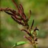 Fotografia 12 da espécie Amaranthus hypochondriacus do Jardim Botânico UTAD