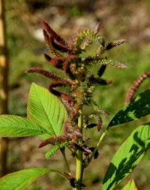 Fotografia 13 da espécie Amaranthus hypochondriacus no Jardim Botânico UTAD