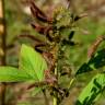 Fotografia 13 da espécie Amaranthus hypochondriacus do Jardim Botânico UTAD