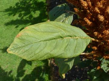 Fotografia da espécie Amaranthus hypochondriacus