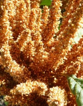Fotografia 15 da espécie Amaranthus hypochondriacus no Jardim Botânico UTAD