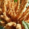 Fotografia 15 da espécie Amaranthus hypochondriacus do Jardim Botânico UTAD