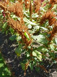 Fotografia da espécie Amaranthus hypochondriacus