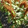 Fotografia 16 da espécie Amaranthus hypochondriacus do Jardim Botânico UTAD