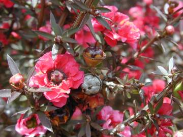 Fotografia da espécie Leptospermum scoparium