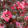 Fotografia 6 da espécie Leptospermum scoparium do Jardim Botânico UTAD