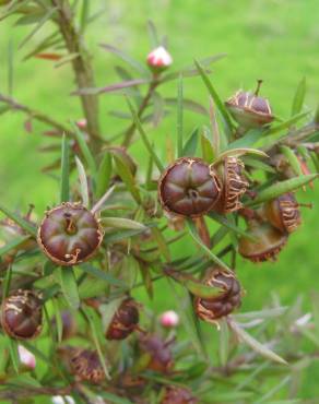 Fotografia 7 da espécie Leptospermum scoparium no Jardim Botânico UTAD