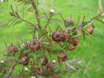 Fotografia da espécie Leptospermum scoparium