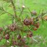 Fotografia 7 da espécie Leptospermum scoparium do Jardim Botânico UTAD