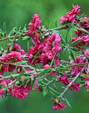 Fotografia 8 da espécie Leptospermum scoparium no Jardim Botânico UTAD