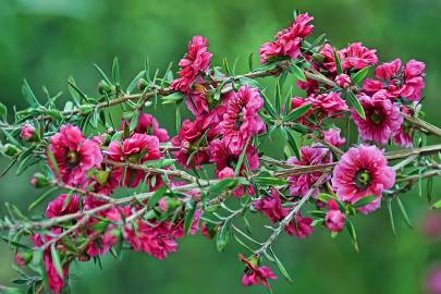 Fotografia da espécie Leptospermum scoparium