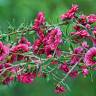 Fotografia 8 da espécie Leptospermum scoparium do Jardim Botânico UTAD