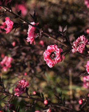 Fotografia 9 da espécie Leptospermum scoparium no Jardim Botânico UTAD