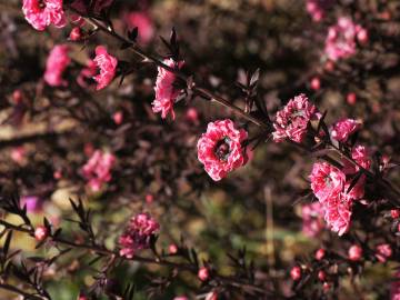 Fotografia da espécie Leptospermum scoparium