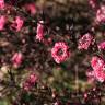 Fotografia 9 da espécie Leptospermum scoparium do Jardim Botânico UTAD