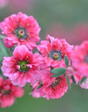 Fotografia 10 da espécie Leptospermum scoparium no Jardim Botânico UTAD