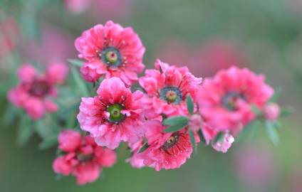 Fotografia da espécie Leptospermum scoparium