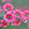 Fotografia 10 da espécie Leptospermum scoparium do Jardim Botânico UTAD