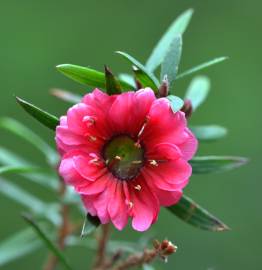 Fotografia da espécie Leptospermum scoparium