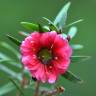 Fotografia 11 da espécie Leptospermum scoparium do Jardim Botânico UTAD