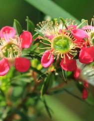 Leptospermum scoparium