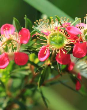 Fotografia 1 da espécie Leptospermum scoparium no Jardim Botânico UTAD