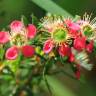 Fotografia 1 da espécie Leptospermum scoparium do Jardim Botânico UTAD