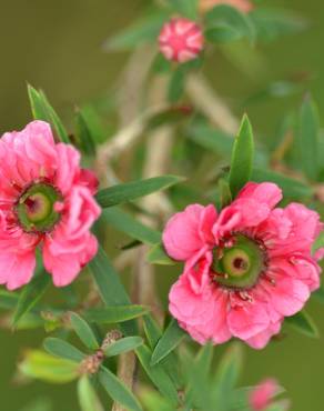 Fotografia 12 da espécie Leptospermum scoparium no Jardim Botânico UTAD