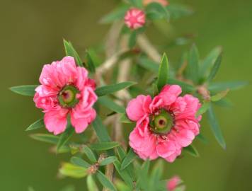 Fotografia da espécie Leptospermum scoparium