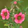 Fotografia 12 da espécie Leptospermum scoparium do Jardim Botânico UTAD