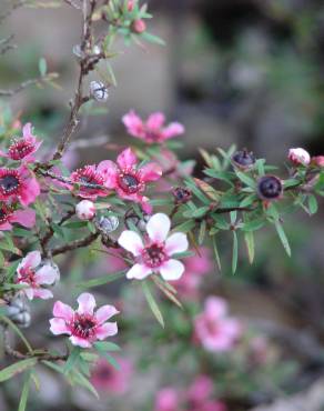 Fotografia 13 da espécie Leptospermum scoparium no Jardim Botânico UTAD